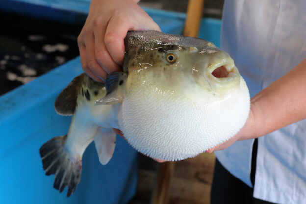 佐伯の養殖とらふぐ